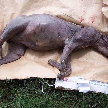 《别惹农夫魔将皮肤解锁秘籍，轻松获取攻略大揭秘》