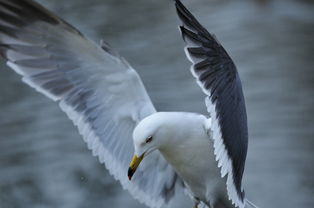 《红嘴雪鸥宠物获取攻略：独家秘籍解锁》