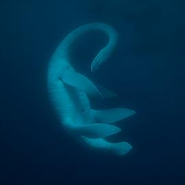 《怪兽星球2召唤攻略：轻松入侵技巧揭秘》