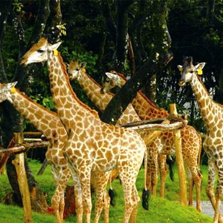 《热门盘点：最受欢迎的步行模拟游戏推荐》
《盘点排行：人气爆表的步行模拟游戏精选》
《必玩清单：盘点那些高人气步行模拟游戏》
《玩家必看：盘点最火的步行模拟游戏榜单》
《热门推荐：盘点人气爆棚的步行模拟游戏》