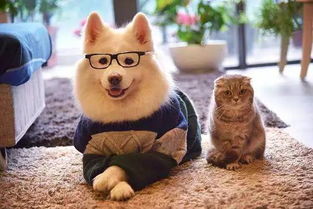 《猫咪狗狗冰淇淋：快速赚钱攻略揭秘》