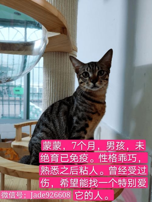 猫之城稀有猫咪速成攻略:轻松解锁珍稀萌宠 猫之城稀有猫咪速成攻略:轻松解锁珍稀萌宠