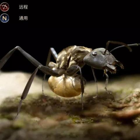 《小小蚁国野怪选择秘籍：高效攻略大揭秘》