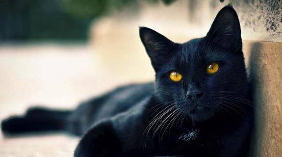 《黑猫奇闻社：明镜湖异事全攻略，解锁隐藏结局！》