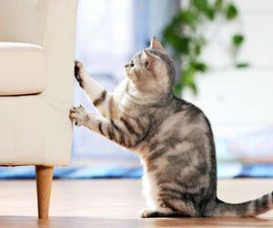 猫咪游戏盘点：十大热门猫游戏推荐，必玩佳作！