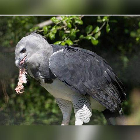 《十大经典鸟游戏盘点：重温童年飞行乐趣》