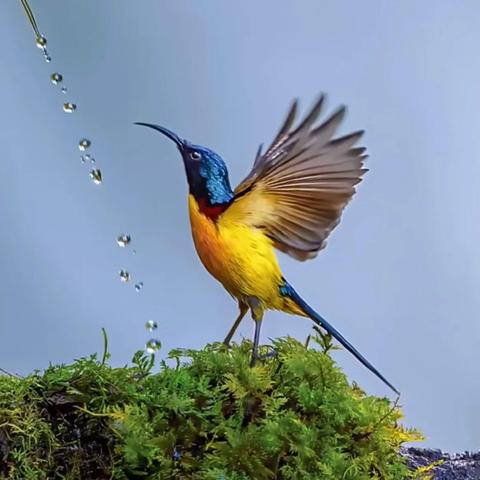 《热门鸟游戏盘点：不容错过的精彩鸟类游戏推荐》