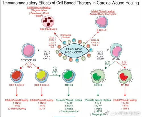 《重生细胞刷细胞技巧：揭秘最快刷细胞攻略》