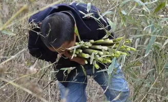 夺笋高手阿魏宝藏：巨型阿魏神秘位置揭秘