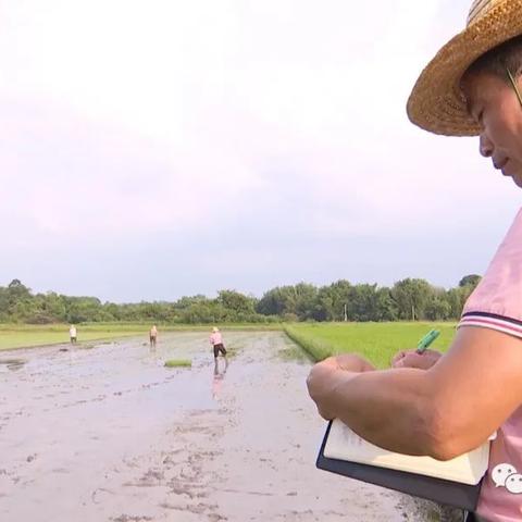 《直播田野守望者攻略：玩转游戏必备技巧一览》