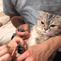 猫咪游戏盘点：十大热门猫游戏排行榜，不容错过的经典之作