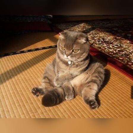 猫咪游戏盘点：十大热门猫游戏排行榜，不容错过的经典之作