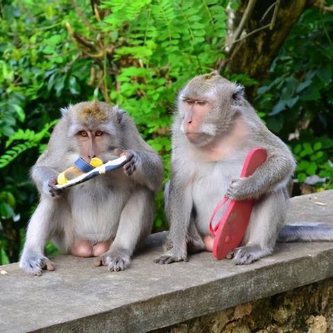 《少年奇遇独眼怪：高效打法攻略揭秘》