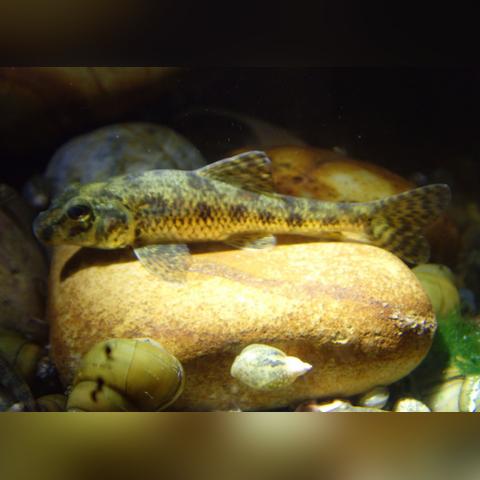 水底探险游戏盘点：揭秘最受欢迎的潜游佳作