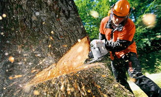 《晚安森林高效伐木指南：砍树技巧揭秘》