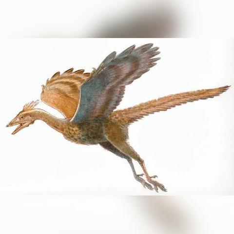 《黑色沙漠手游残暴怪物全位置揭秘》