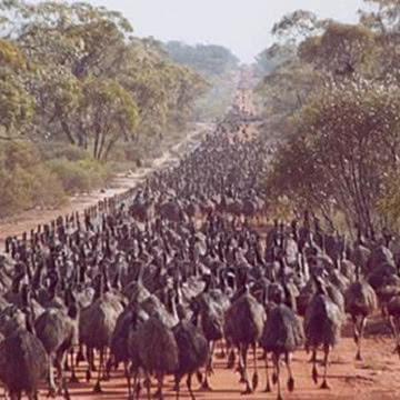 《黑色沙漠手游领地空间扩容攻略，轻松解决空间不足》