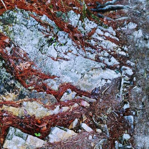 江南百景图徽杭古道探险攻略：徽州府秘境探险全解析