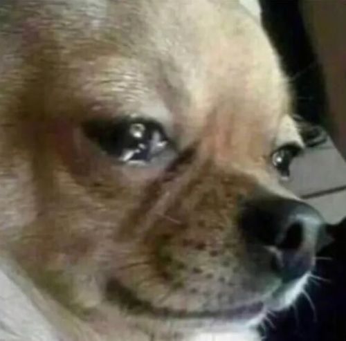 2024年度热门狗狗游戏盘点：必玩狗类游戏推荐