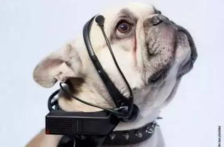 2024年度热门狗狗游戏盘点：必玩狗类游戏推荐