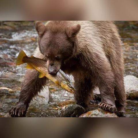 《幻塔鲑鱼刺身秘制攻略，玩家必看美食教程》