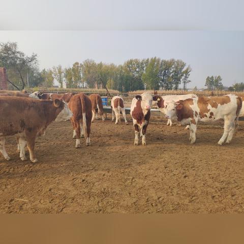 十大疫病爆发模拟游戏盘点：经典排行榜前十揭晓