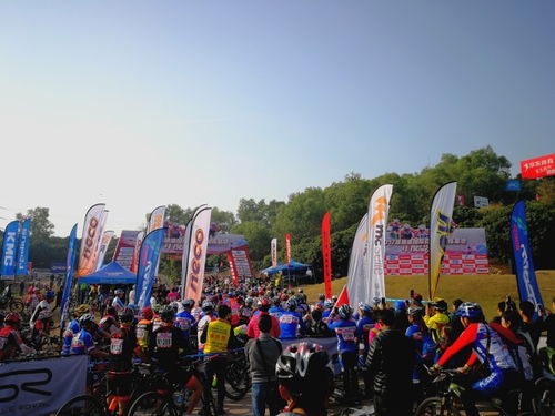 单车游戏热门排行：盘点最受欢迎的十大好玩游戏