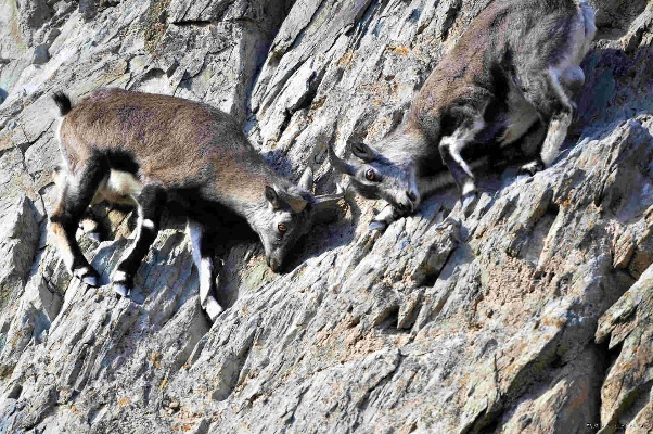 《岩羊副本通关秘籍：高效打法攻略》