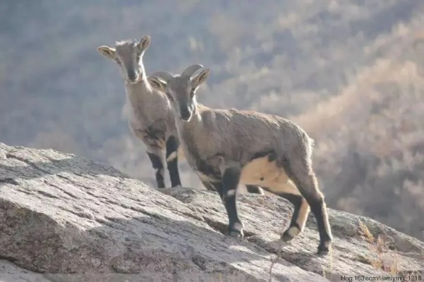 《岩羊副本通关秘籍：高效打法攻略》