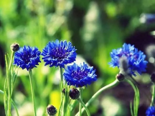 《矢车菊养成秘籍：全方位提升攻略解析》