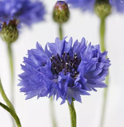 《矢车菊养成秘籍：全方位提升攻略解析》