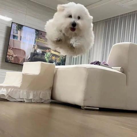 哈利波特觉醒三头犬宝宝实力解析：深度评测攻略