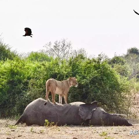 《幻塔鬣狗帮秘境任务攻略：高效完成技巧揭秘》