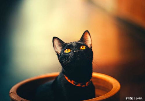 猫咪公寓2攻略：猫咪获取方法大揭秘