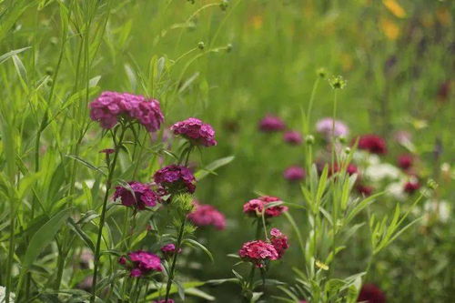 《花亦山心之月速升攻略：高效升级技巧揭秘》