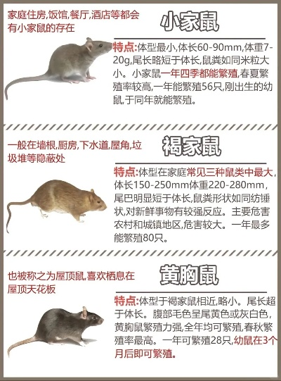 《热门旅鼠游戏盘点：盘点最有趣的旅鼠游戏排行》