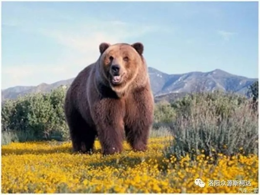 《科迪亚克棕熊攻略：野兽领主实战技巧揭秘》