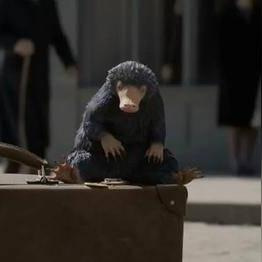 哈利波特魔法觉醒：护树罗锅的神秘功效揭秘