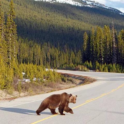 冰原驯鹿雪橇攻略：轻松获取与使用技巧揭秘