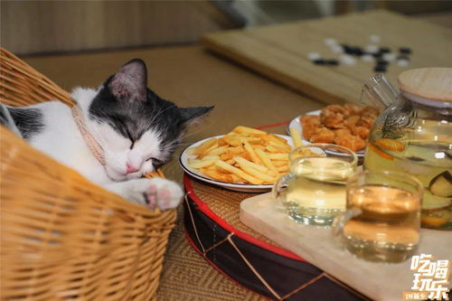 深宫萌娃偷糕点攻略：轻松应对小馋猫