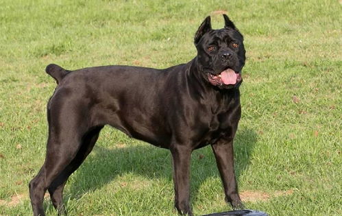 《热力盘点！2023年度最受欢迎都市游戏排行》
《都市游戏巅峰对决：2023年度人气榜单揭晓》
《年度必玩！2023最火都市游戏大盘点》
《都市游戏热潮来袭：2023年度热门排行曝光》
《2023年度都市游戏人气王，你玩了吗？》