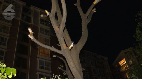 《光遇万圣节树枝发饰价格揭秘！速看》