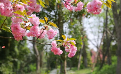 江南百景图春花店铺揭秘：探秘春花藏身之地
