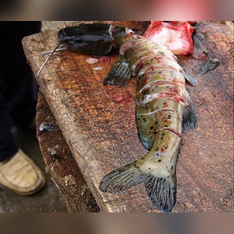 《钓鱼佬新手攻略：轻松净化海洋，快速升级！》