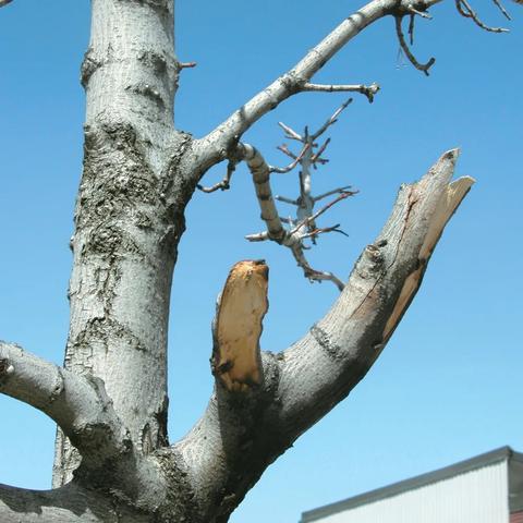 《伊甸园骄傲水母攻略：快速获取方法揭秘》