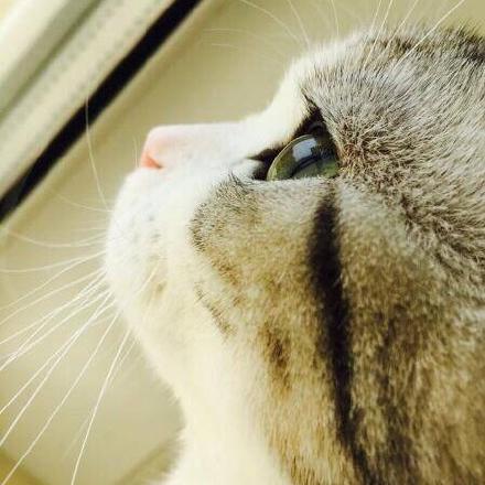 《十大热门猫游戏盘点：猫咪控必玩经典》