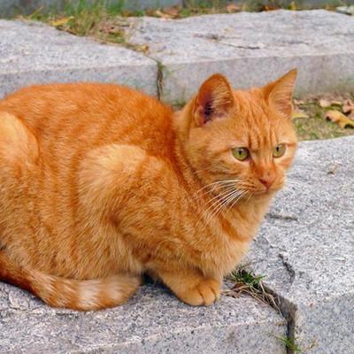 《十大热门猫游戏盘点：猫咪控必玩经典》