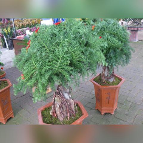 《白花瓣兑换攻略：复苏魔女专属道具揭秘》