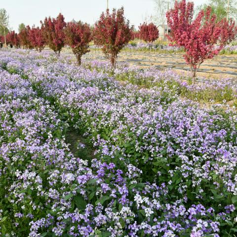 《白花瓣兑换攻略：复苏魔女专属道具揭秘》