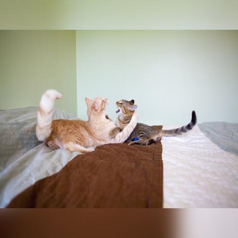 《摔角游戏盘点：十大经典必玩摔角游戏推荐》